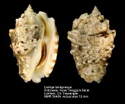 Lentigo lentiginosus (4)